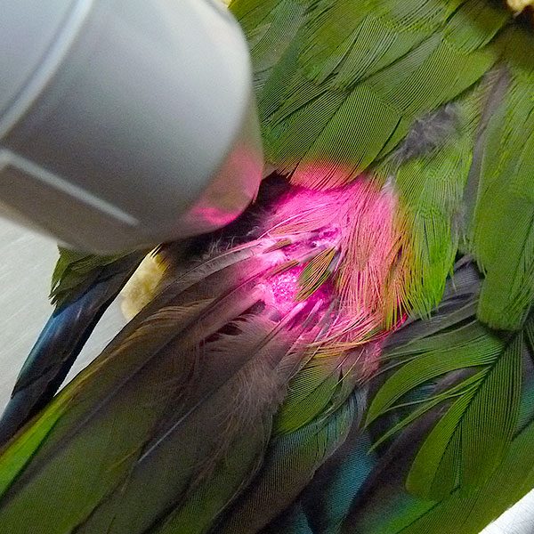 Pain Management for birds